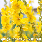 KVITER 1,500 Mullein Seeds for Planting (Verbascum Thapsus) – Mullein Herb, Heirloom Seed Non GMO Organic – Ideal for Herb Garden – US Grown Herbs Flower Seeds