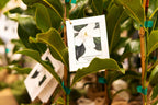Southern Magnolia Sympathy Gift Tree by The Magnolia Company - Get Beautiful and Fragrant Flowers on Lush in Memory Magnolia Tree Gift - Can Not Ship to California