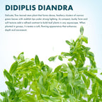 SubstrateSource Live Plants – Water Hedge (Didiplis Diandra) – High Light, Green with Red Tips, Midground to Background Accent – Lead Bunch, 1 Pack