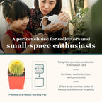 Shop Succulents Premium Live Mini Cactus Plants in Bulk 2" Pots, Easy Care Indoor or Outdoor Gardening, Terrariums, Favors, & Contemporary Spaces with Hardy, Resilient Varieties, Pack of 256
