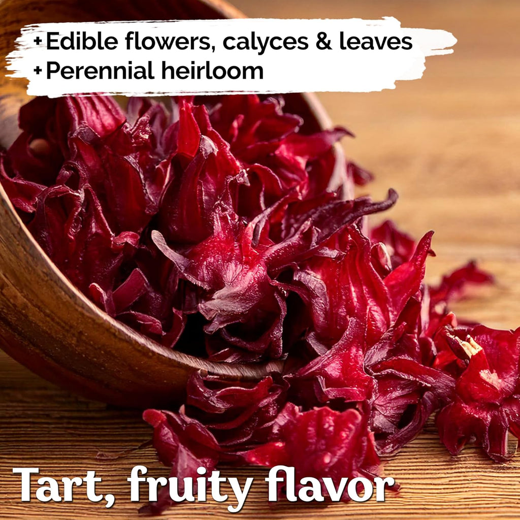 KVITER 150 Roselle Seeds for Planting (Hibiscus Sabdariffa) – Jamaican Sorrel/Cranberry Hibisco Seeds/Gongura Seed/Sour Leaf Seed – Perfect for Hibiscus Tea Organic, Outdoor & Indoor Garden