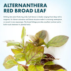 SubstrateSource Live Aquarium Stem Plants - Freshwater Aquatic Plant for Fish Tanks, Aquascaping - (Alternanthera Red Broad Leaf, 1 Bunch)