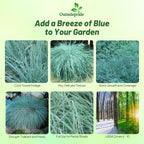 Outsidepride 500 Seeds Perennial Eragrostis Elliotii Blue Eros Ornamental Love Grass Seed for Planting