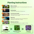 Outsidepride Lacy Phacelia Seeds for Planting - 5000 Pcs Annual, Drought-Tolerant Wildflower Seeds w/Light Violet Flowers, Ideal for Pollinator Gardens, Erosion Control, & Attracts Bees & Butterflies