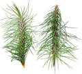 ragnaroc Air Plants - Colombian Tillandsia Funckiana, Large 5" - 2ct - Live Arrival Guaranteed - House Plants for Home Decor & Gift