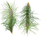 ragnaroc Air Plants - Colombian Tillandsia Funckiana, Large 5" - 2ct - Live Arrival Guaranteed - House Plants for Home Decor & Gift