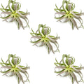 ragnaroc Air Plants - Tillandsia Cacticola, Jumbo 6-9" - 5ct - Live Arrival Guaranteed - House Plants for Home Decor & Gift