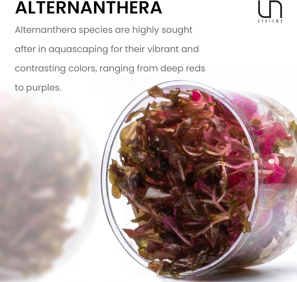Ultum Nature Systems Alternanthera Reineckii Rosanervig Red Stem Tissue Culture Live Plant for Aquarium, Aquascape, Freshwater Fish Tanks - 100% Snail Free in Vitro
