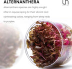 Ultum Nature Systems Mini Alternanthera Reineckii Red Stem Tissue Culture Live Plant for Aquarium, Aquascape, Freshwater Fish Tanks - 100% Snail Free in Vitro