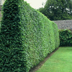 Curled Leaf Privet | 1 Live Quart Size Plant | Ligustrum Japonicum Recurvifolium, Evergreen Flowering Privacy Hedge, Ornamental Shrub for Lush Landscapes