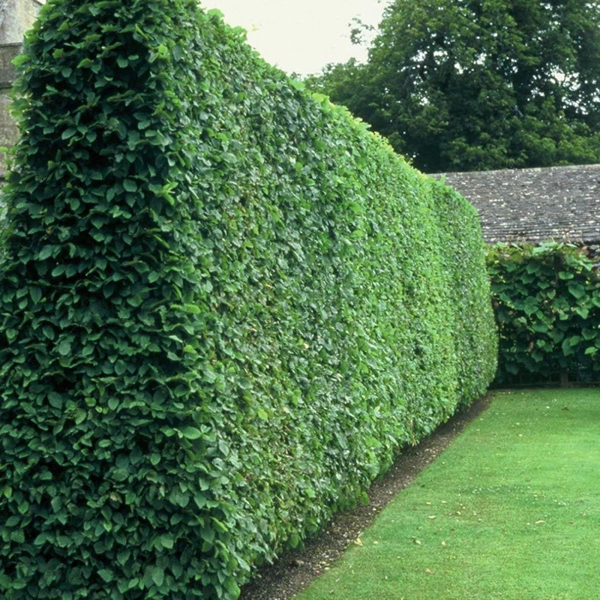 Curled Leaf Privet | 5 Live Quart Size Plants | Ligustrum Japonicum Recurvifolium, Evergreen Flowering Privacy Hedge, Ornamental Shrub for Lush Landscapes