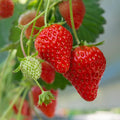 Earliglow Strawberry Plants from Hand Picked Nursery - Easy to Grow June Bearing Variety - Bare Root Strawberry Plants (15)