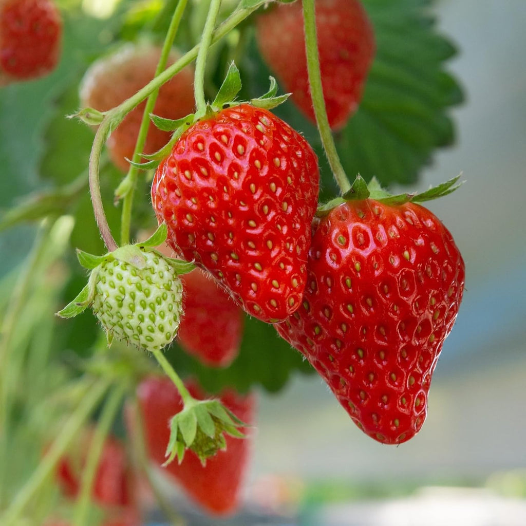 Earliglow Strawberry Plants from Hand Picked Nursery - Easy to Grow June Bearing Variety - Bare Root Strawberry Plants (25)
