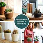 Shop Succulents | Can't Touch This Collection | Assortment of Hand Selected, Fully Rooted Live Indoor Cacti Plants, 12-Pack