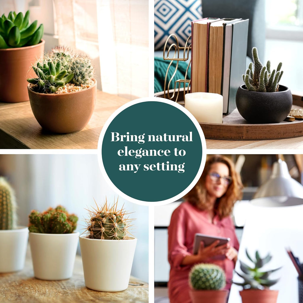 Shop Succulents Premium Live Mini Cactus Plants in Bulk 2" Pots, Easy Care Indoor or Outdoor Gardening, Terrariums, Favors, & Contemporary Spaces with Hardy, Resilient Varieties, Pack of 64