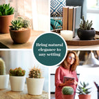 Shop Succulents Premium Live Mini Cactus Plants in Bulk 2" Pots, Easy Care Indoor or Outdoor Gardening, Terrariums, Favors, & Contemporary Spaces with Hardy, Resilient Varieties, Pack of 100