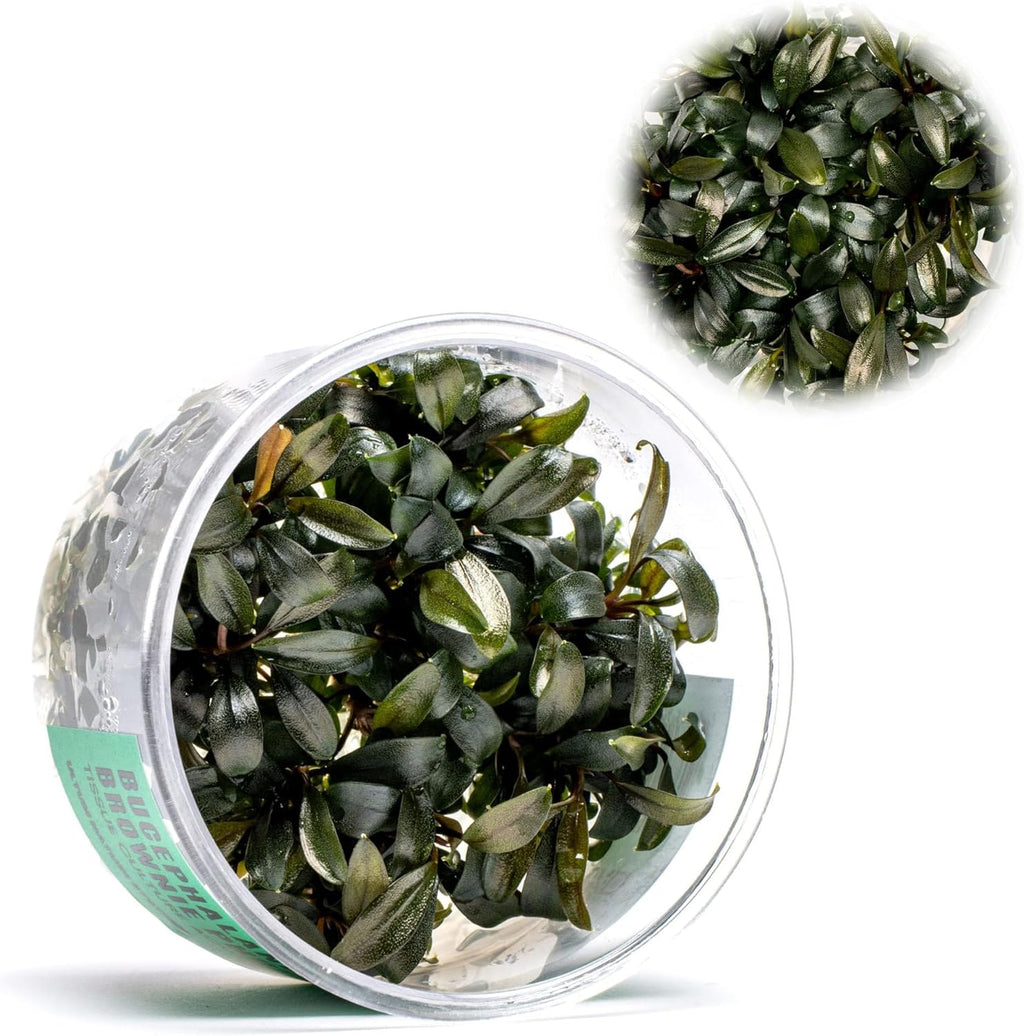 Ultum Nature Systems Live Tissue Culture - Bucephalandra Brownie Phoenix - Easy, Low-Med Light - Dark Green, Red, Purple Accent - Foreground to Midground - 100% Snail Free Grown In-Vitro - Regular Cup