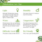 Philodendron Hederaceum Brasil Live Plant for Indoor | Different Houseplants in 3'' Pot | Real House Plant for Living Room, Office, Desk & Bathroom | Cordatum Brasil Cordatum
