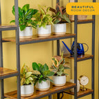 Costa Farms Ficus Live Plants (Pack of 6), Easy to Grow Live Indoor Houseplants, Grower's Choice Collection, Potted in Minimal Decor Plant Pots, Potting Soil, Housewarming Gift, Home and Room Decor