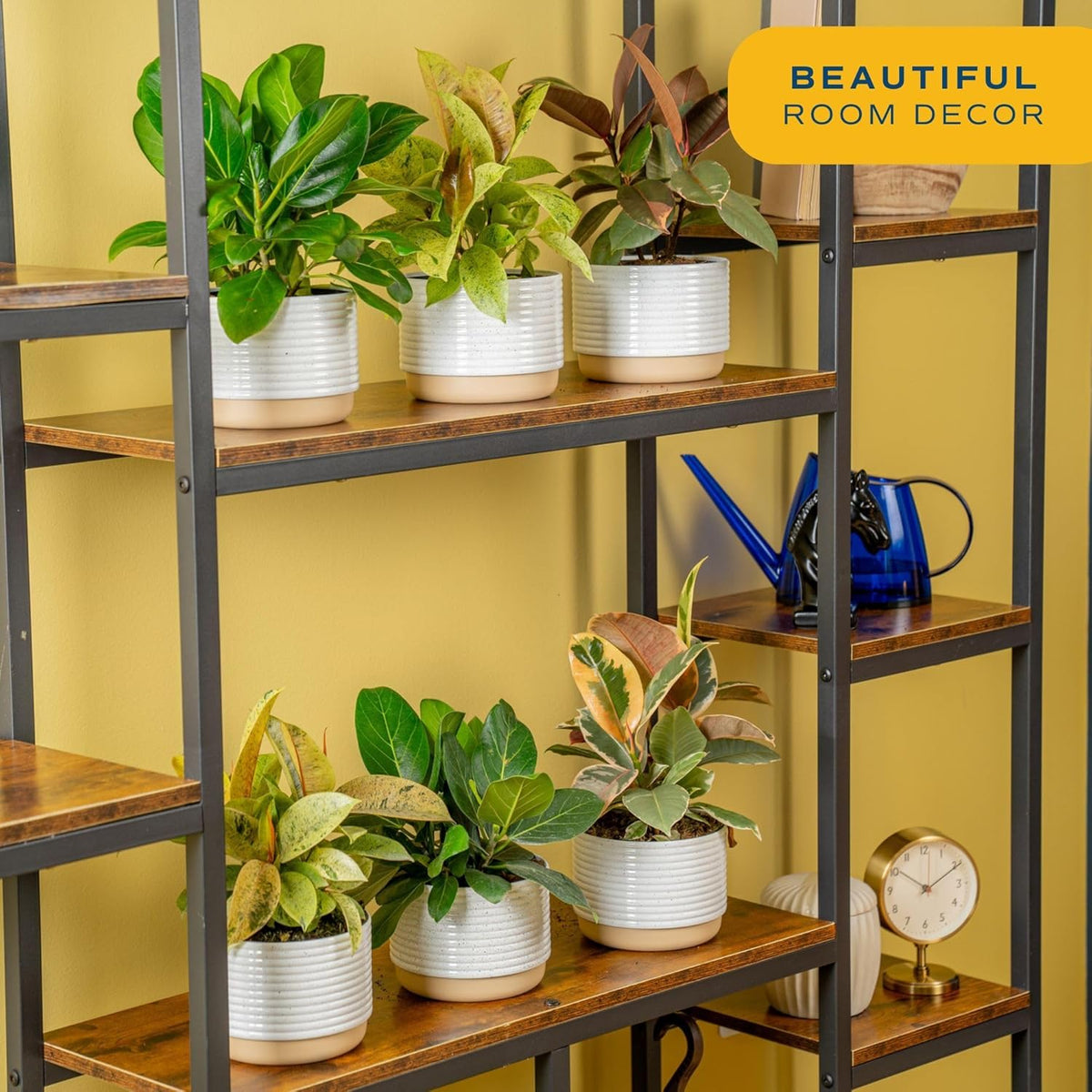Costa Farms Ficus Live Plants (Pack of 6), Easy to Grow Live Indoor Houseplants, Grower's Choice Collection, Potted in Minimal Decor Plant Pots, Potting Soil, Housewarming Gift, Home and Room Decor