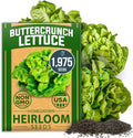 HOME GROWN 𝗨𝗦𝗔 𝗣𝗥𝗘𝗠𝗜𝗨𝗠 Buttercrunch Lettuce Seeds Bulk Pack - 1975 Heirloom 𝗡𝗢𝗡-𝗚𝗠𝗢 Seeds for Hydroponic Garden Indoor Outdoor - Butter Lettuce Vegetable for Planting (Lactuca Sativa)