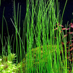 Aquarium Plants Discounts Potted Tall Hairgrass by AquaLeaf Aquatics - Easy Aquatic Live Plant- (Potted Tall Hairgrass, 5 Pack)