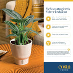 Costa Farms Silver Indukan Live Plant, Rare Unique Live Indoor Plant in 6-Inch Self-Watering Houseplant Pot, Potting Soil, Trending Tropicals Collection, Room and Home Decor
