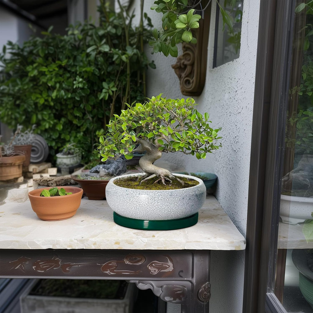 Bonsai Tree Pots - 8 Inch Ceramic Succulent Pot with Drainage Hole and Tray, Bonsai Pots, Shallow Planters for Indoor Outdoor, Round Planter Bowl, House Decor, Gifts for Plant Lovers, Green