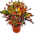 Croton Mammy Plant Live - 3 Gallon Pot - Overall Height 24" to 28" - Tropical Plants of Florida…