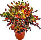 Croton Mammy Plant Live - 3 Gallon Pot - Overall Height 24" to 28" - Tropical Plants of Florida…