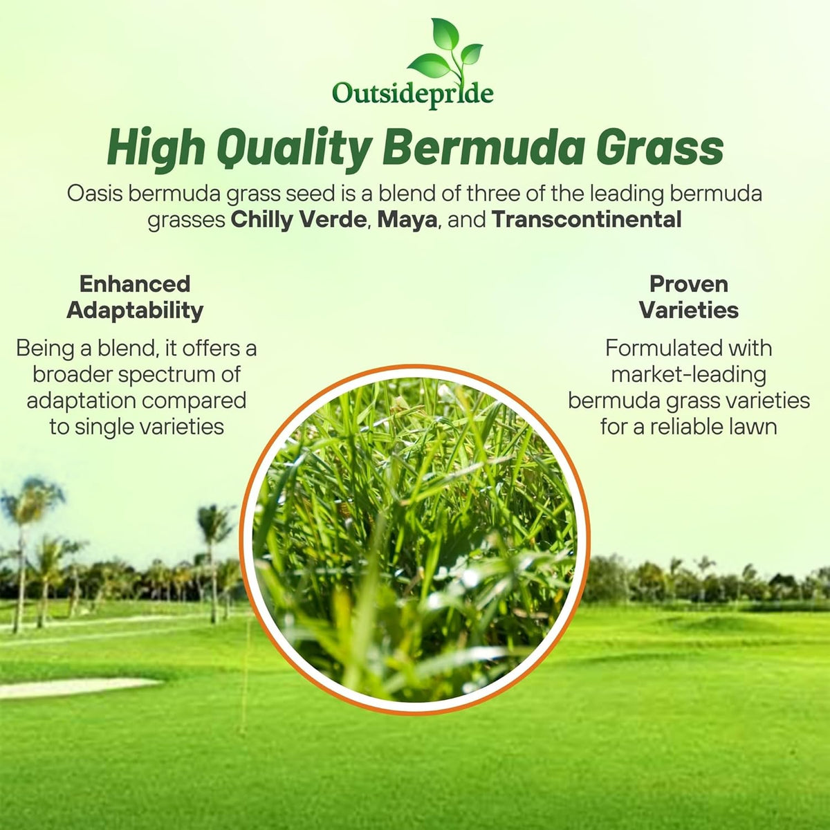 Outsidepride Oasis Bermuda Grass Seed - 25 lbs Warm Season, High Traffic, Heat Resistant, Drought-Tolerant, Low-Maintenance, Fast Growing Turf Grass for Lawn, Ideal for Sunny Areas, Thick Coverage