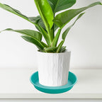 6 Pack of 8 inch Plant Saucer Blue, Plastic Plant Water Tray 8 inch Round, Flower Plant Saucers for Indoors, Dlant Dishes Saucer for Planter 7"/8" (8", Teal)