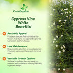 Outsidepride White Cypress Vine Seeds - 200 Pcs Annual Flower Seeds with Nectar-Rich, Star-Shaped Flowers & Feathery, Fern-Like Leaves for Fences, Trellises, Pergolas & Vertical Gardens