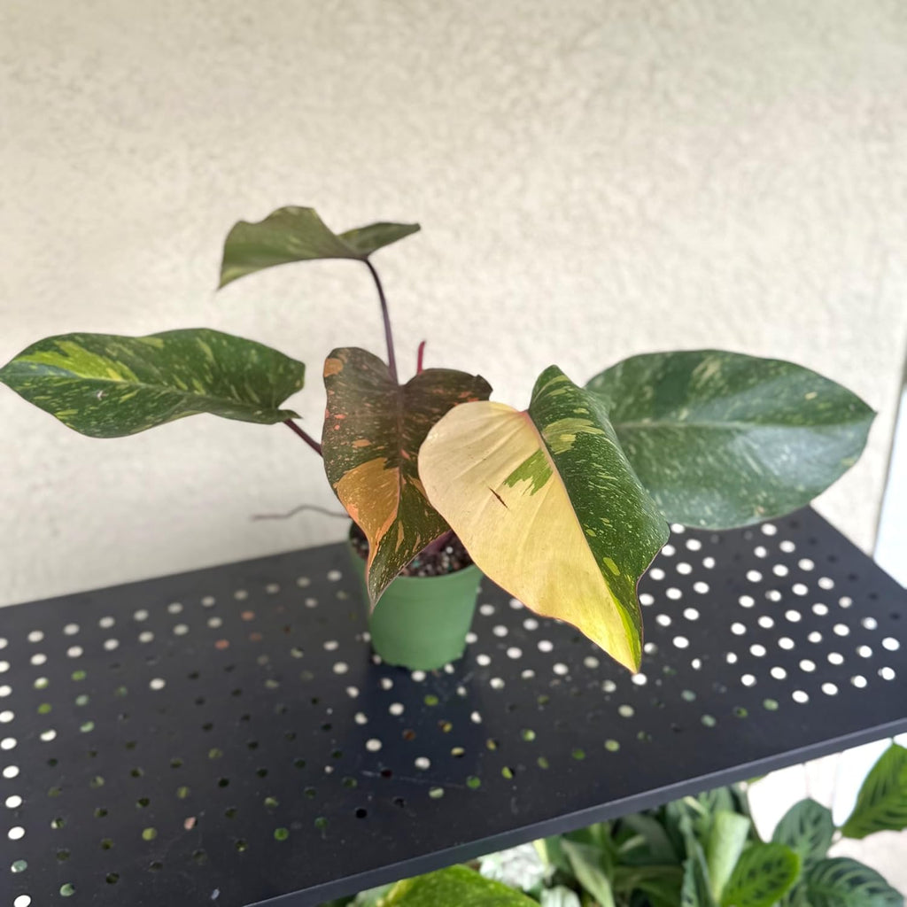 Live Philodendron Orange Princess Plant – 4” Indoor Variegated Aroid with Dark Green and Copper-Orange Foliage | Air Purifying Houseplant for Low Light Rooms | Houseplant for Home or Office Decor