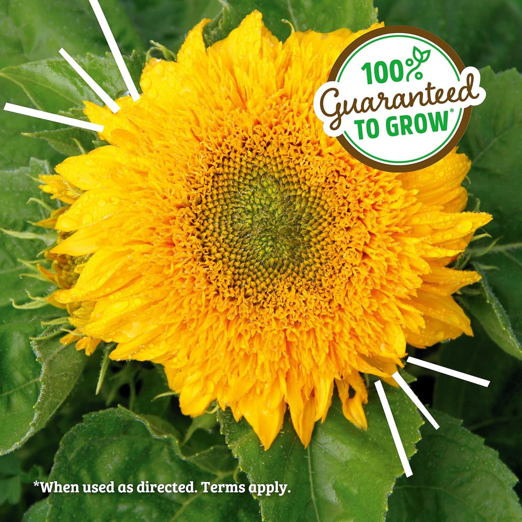 Back to the Roots Sunflower Organic Windowsill Planter Kit - Grows Year Round, Includes Everything Needed for Planting