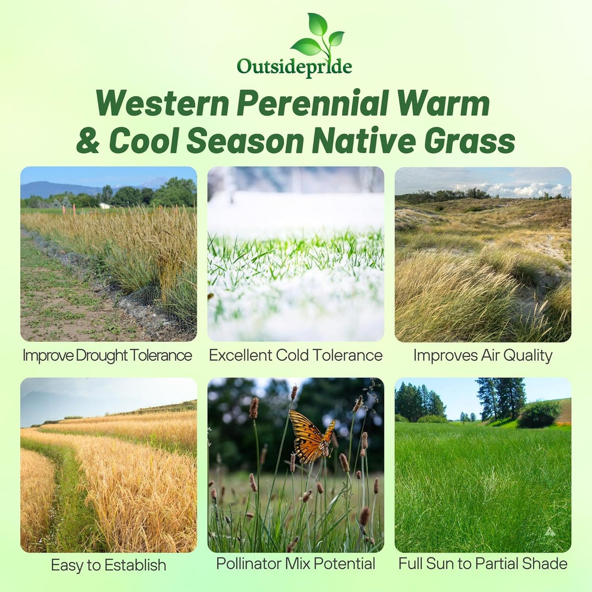 Outsidepride Western Native Grass Seed Mix - 25 lbs. Perennial Blend of Warm & Cool Season, Drought Tolerant Grass Seed for Natural Landscaping w/Wildflower, Soil Health Improvement & Erosion Control