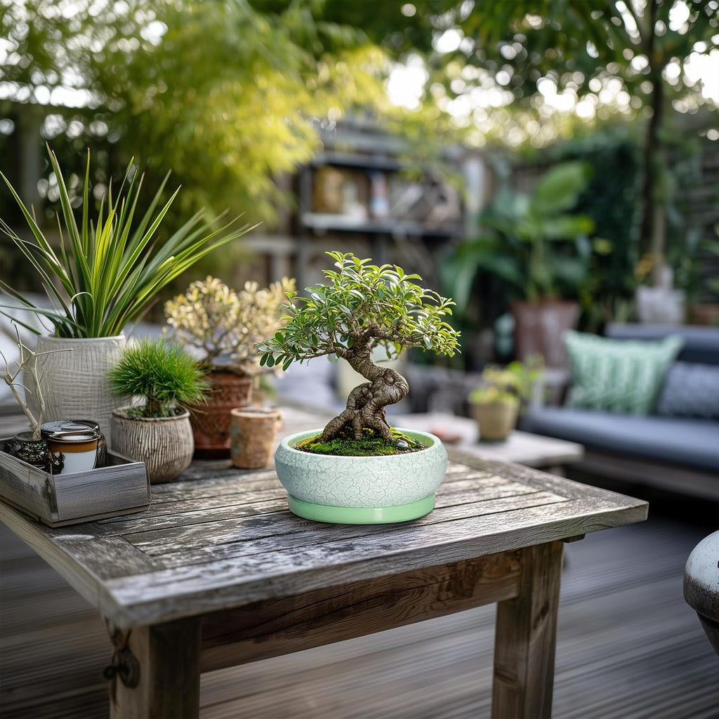Succulent Pot 6 Inch - Ceramic Bonsai Pots Indoor Outdoor, Shallow Plant Pots with Drainage Hole and Saucer, Small Bonsai Planter, Round Bowl Planter, Desk Decor, Housewarming Gifts, Green