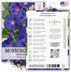 Seed Needs, Grandpa OTT Morning Glory Seeds - 100 Heirloom Seeds for Planting Ipomea purpurea - Annual Blue/Violet Blooms, Flowering Vine for a Natural Privacy Fence (5 Packs)