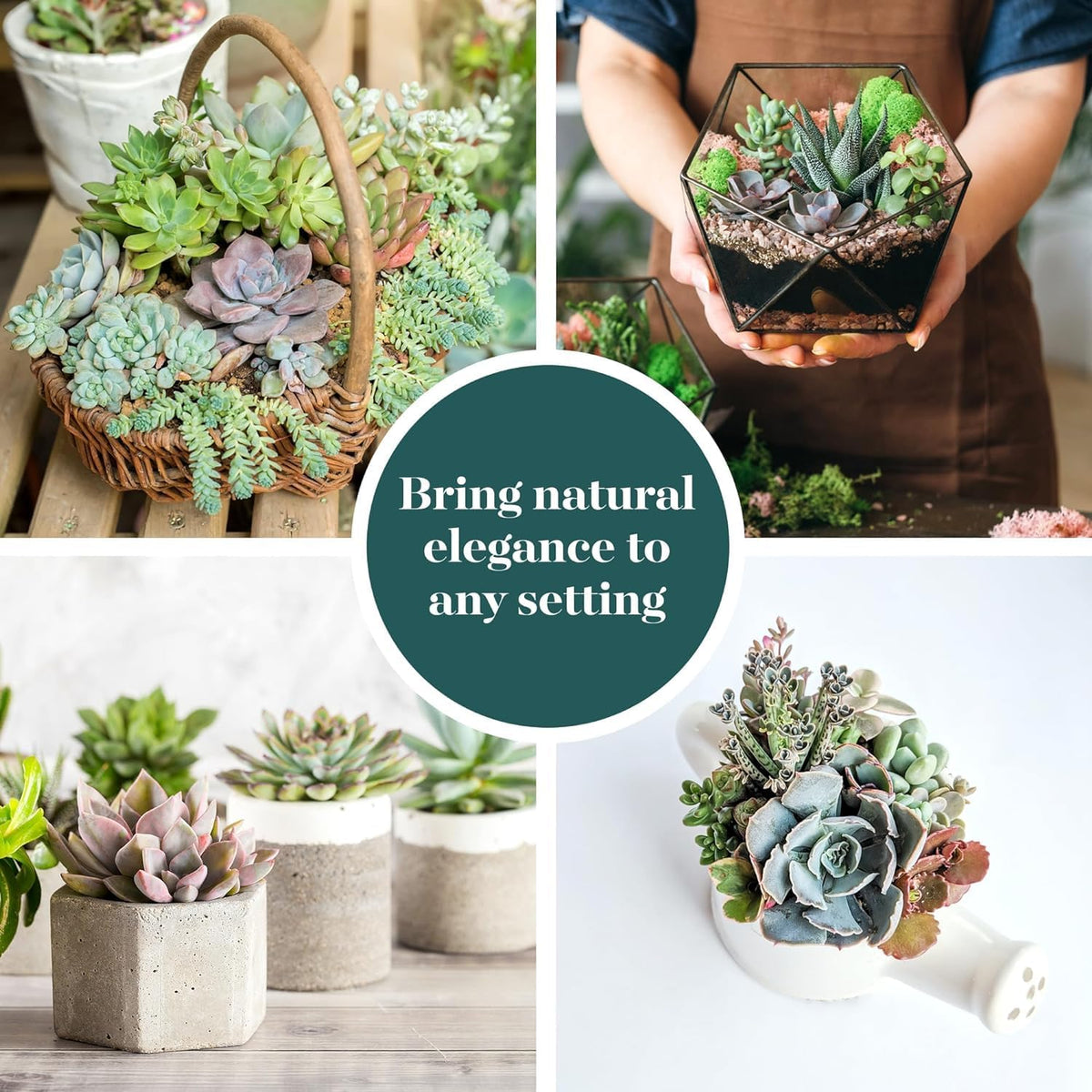 Shop Succulents Pastel Succulent Plant Pack Bulk Collection - Live Mini Succulent Plants, Low Maintenance, Bright & Serene Colors & Textures - Wedding and Party Favors, Gift & Garden, Pack of 32