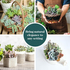 Shop Succulents Pastel Succulent Plant Pack Bulk Collection - Live Mini Succulent Plants, Low Maintenance, Bright & Serene Colors & Textures - Wedding and Party Favors, Gift & Garden, Pack of 100