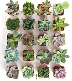 Shop Succulents Unique Succulent Plant Pack Collection - Live Mini Succulent Plants, Low Maintenance, Exceptional Colors & Textures - Wedding and Party Favors, Gift & Garden, Pack of 20