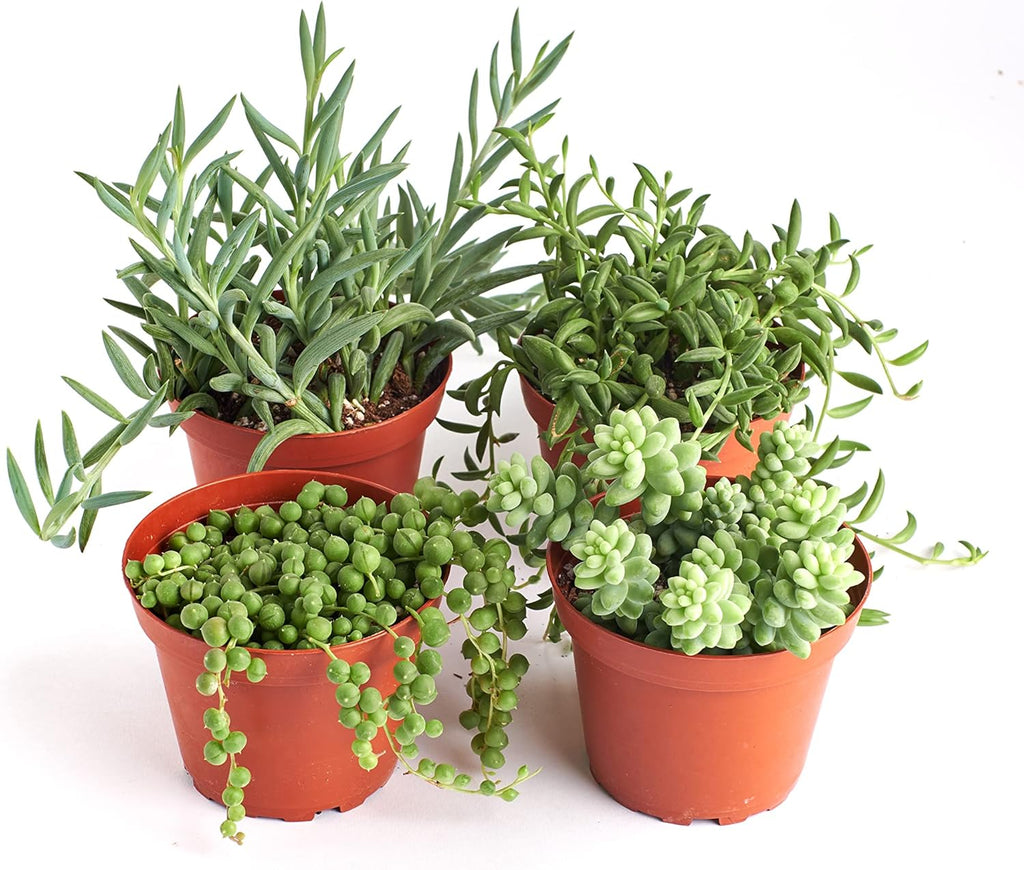 Shop Succulents | Hanging Collection | 4 Pack of Unique Trailing, Fully Rooted Live Indoor/Outdoor House Plants, 4-Inch