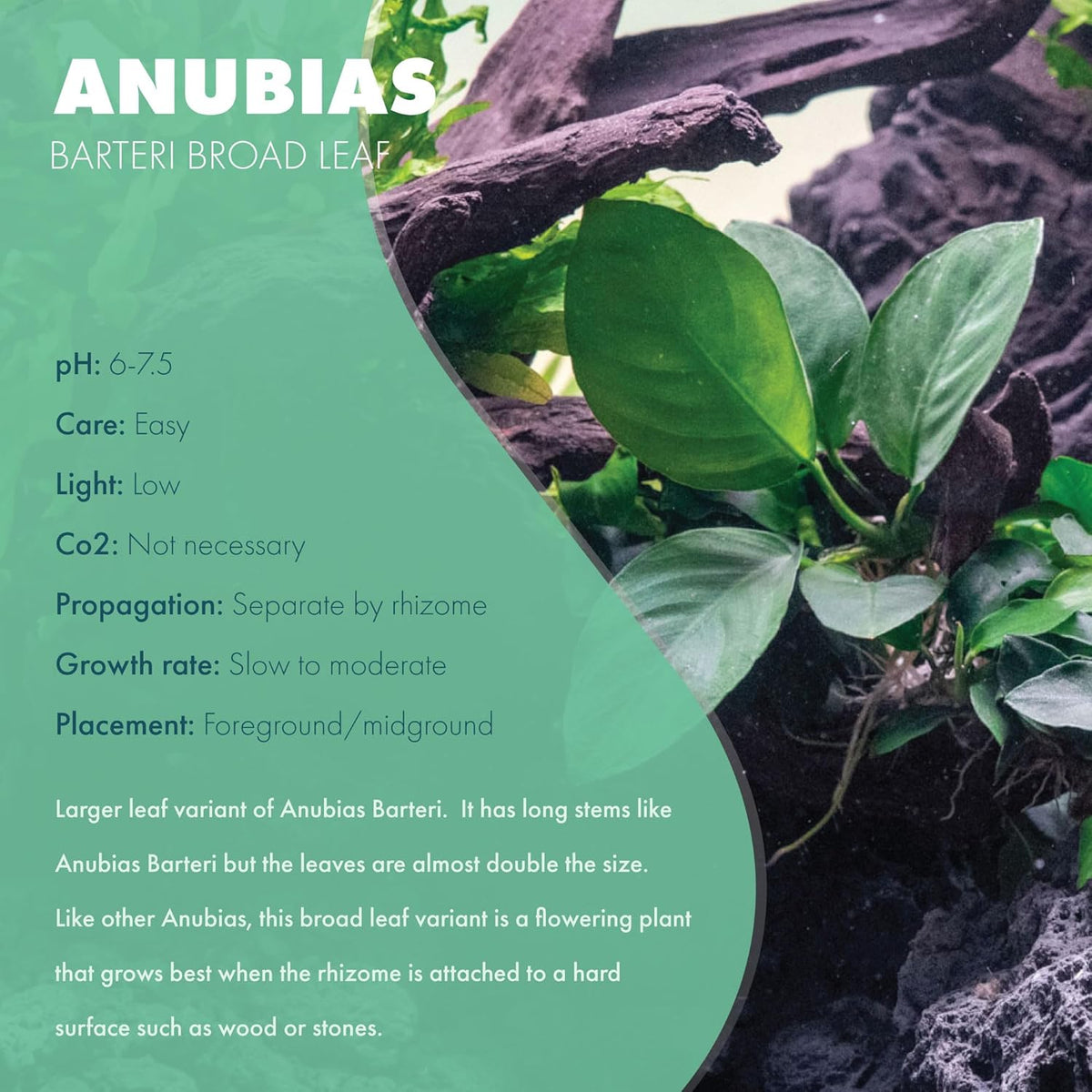 SubstrateSource Anubias Live Aquarium Plants - Potted Freshwater Plant for Fish Tanks, Terrariums - Beginner Friendly Low Light (Barteri Broad Leaf, Mother Plant)