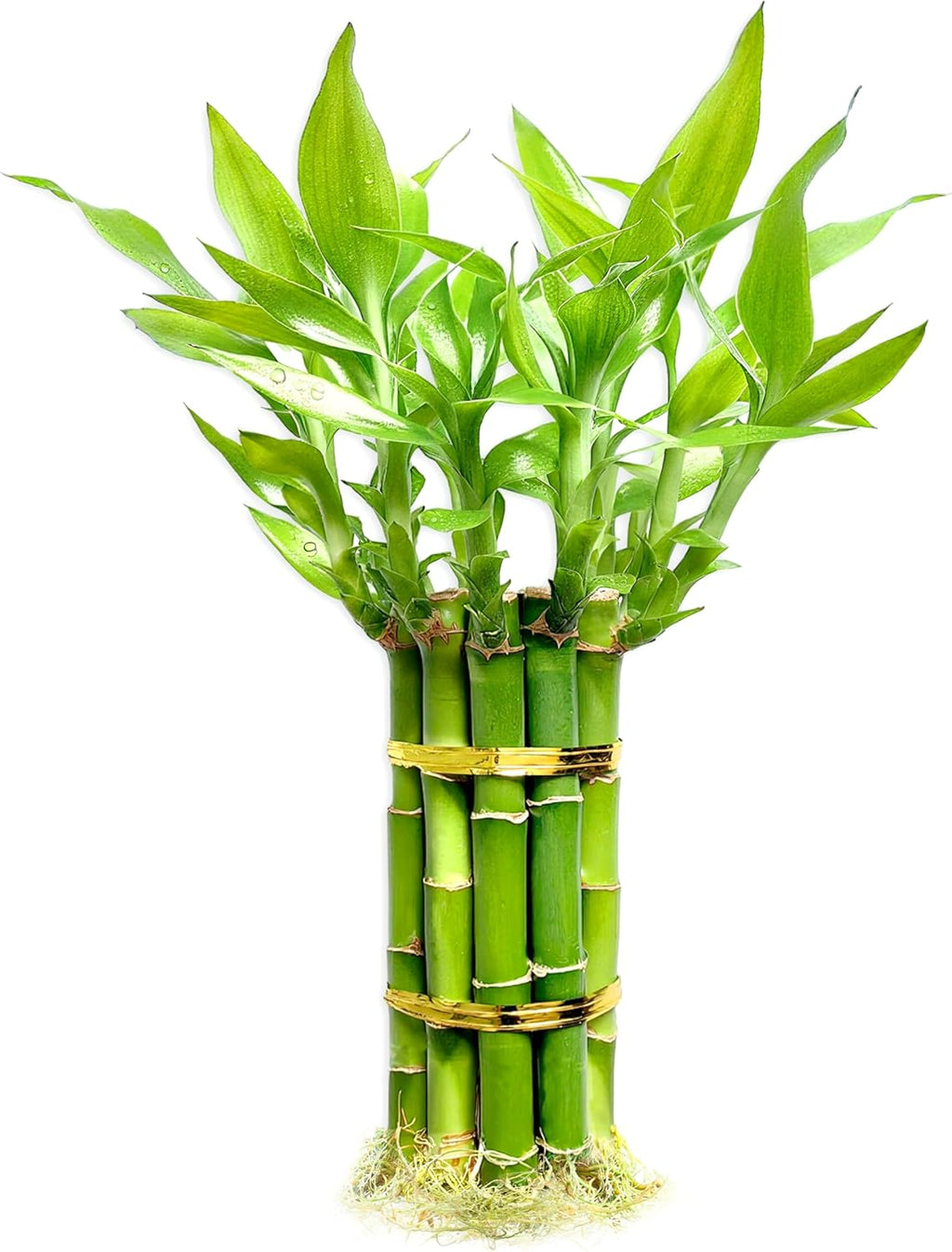 Lucky Bamboo Plants Live Indoor (10 Stalks, 8 Inch) - Fresh House Plants for Office Desk, Home Decor, for Positive Energy, Prosperity & Easy Care