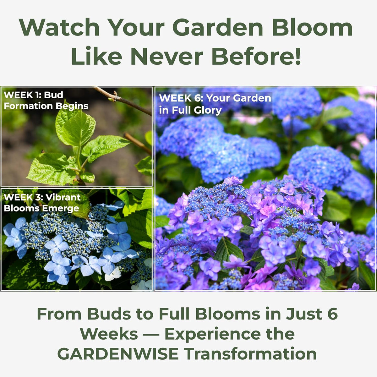 Slow Release Hydrangea Fertilizer with Iron & Sulfur – Indoor & Outdoor Soil Acidifier for Miracle Growth (2 qt)