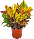 Croton Petra Plant - Tropical Foliage Plant Live - Overall Height 20" to 24" - Tropical Plants of Florida