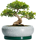 Bonsai Pots 13 Inch - Shallow Ceramic Planter with Drainage Hole and Saucer, Round Succulent Pots for Indoor Outdoor, Large Succulent Planter, Apartment Decor, Gardening Gifts, Green