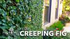 Creeping Fig Vine | 60 Live Plants | Ficus Pumila | Fast-Growing Ground Cover | Evergreen Climbing Vine for Walls & Trellises