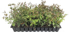 Star Jasmine - 3 Live Plants - Jasminum Nitidum - Fragrant Blooming Evergreen Vine