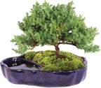 Brussel's Bonsai Brussel's Green Mound Juniper Bonsai in Zen Reflections Pot, SMALL
